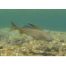 Arctic grayling