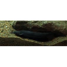 Asian stinging catfish