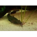 Asian stinging catfish