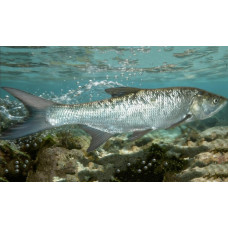 Asp