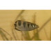 Banded archerfish