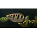 Banded archerfish