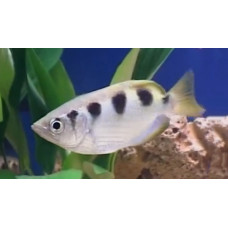 Banded archerfish