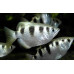 Banded archerfish