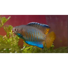 Banded gourami