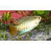 Banded gourami