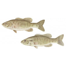 Bass, Smallmouth: Northern Smallmouth Bass, Neosho Smallmouth Bass