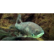 Bighead carp Bighead carp