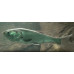 Bighead carp Bighead carp