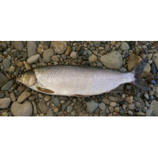 Broad whitefish