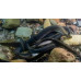 Brook lamprey Brook lamprey