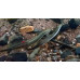 Brook lamprey Brook lamprey