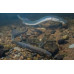 Brook lamprey Brook lamprey