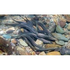 Brook lamprey Brook lamprey