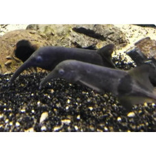 Campylomormyrus curvirostris