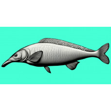 Campylomormyrus numenius