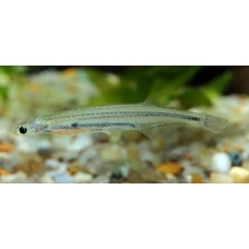 Candiru