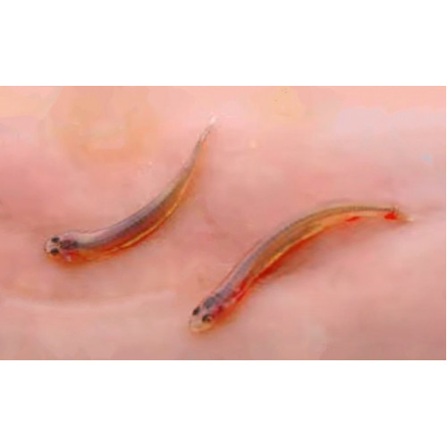 Candiru Ca ero Toothpick Fish Vampire Fish Vandellia Cirrhosa