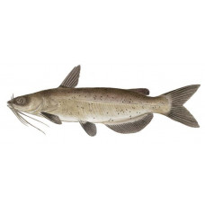 Catfish: Channel Catfish