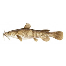 Catfish, Flathead