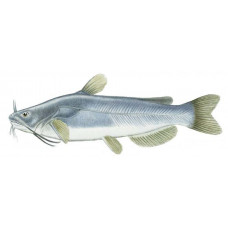 Catfish, White