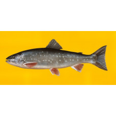 Chukot char