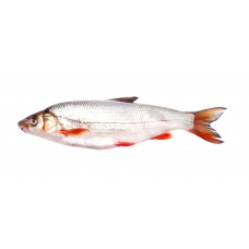 Common nase Common nase