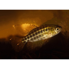 Constancia’s seasonal killifish