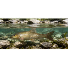 Dnieper barbel Dnieper barbel