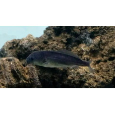 Eastern bottle-nosed mormyrid