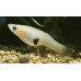 Eastern mosquitofish