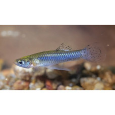 Eastern mosquitofish
