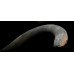 Electric eel