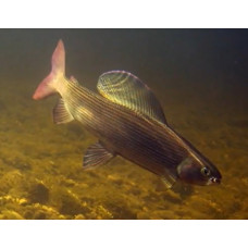 European grayling