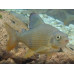 European grayling