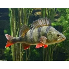European perch