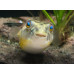Fahaka pufferfish