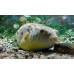 Fahaka pufferfish
