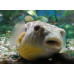 Fahaka pufferfish