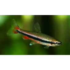 Golden pencilfish