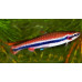 Golden pencilfish