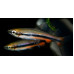 Golden pencilfish