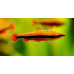 Golden pencilfish