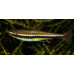 Golden pencilfish