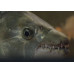 Goliath tigerfish