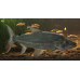 Goliath tigerfish