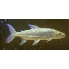 Goliath tigerfish