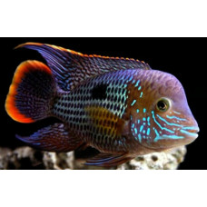 Green terror Green terror