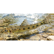 Gudgeon Gudgeon