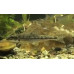 Gudgeon Gudgeon